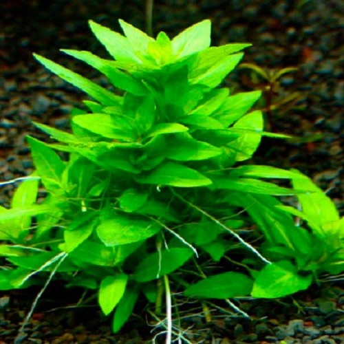 Staurogyne sp.repens in pot